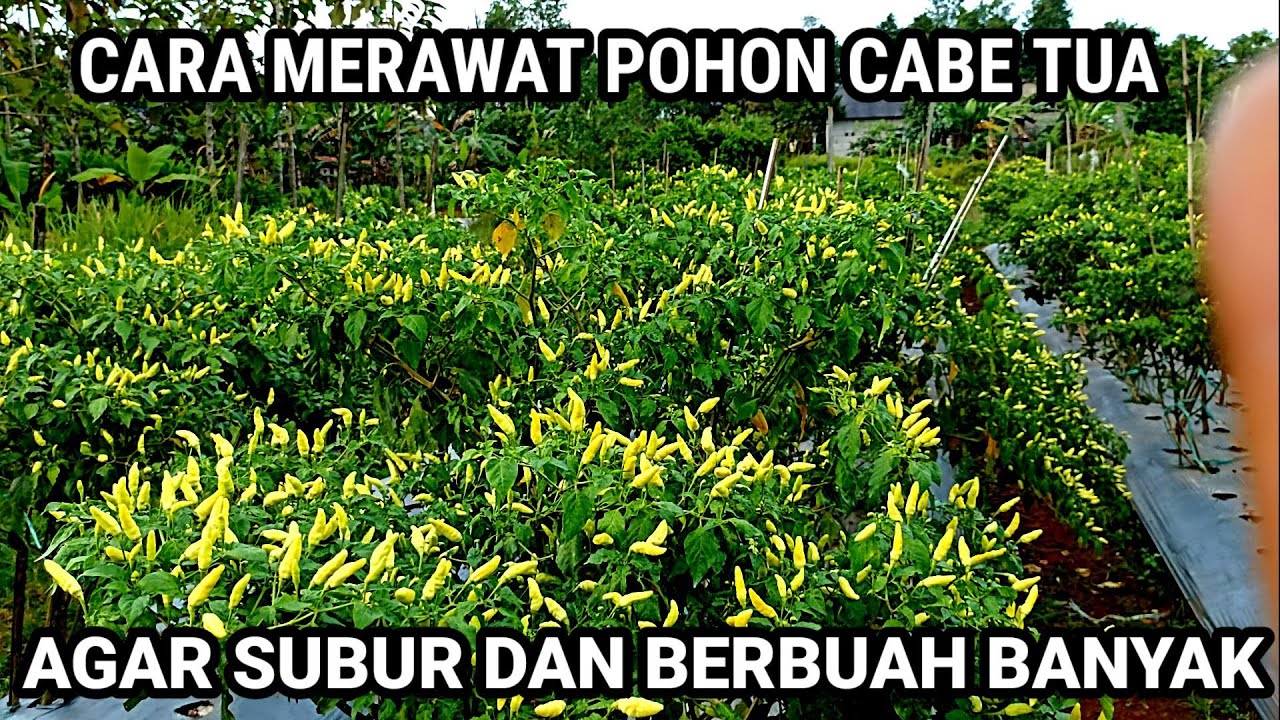 TANAMAN CABE SUDAH TUA BUAHNYA MASIH PRODUKTIF