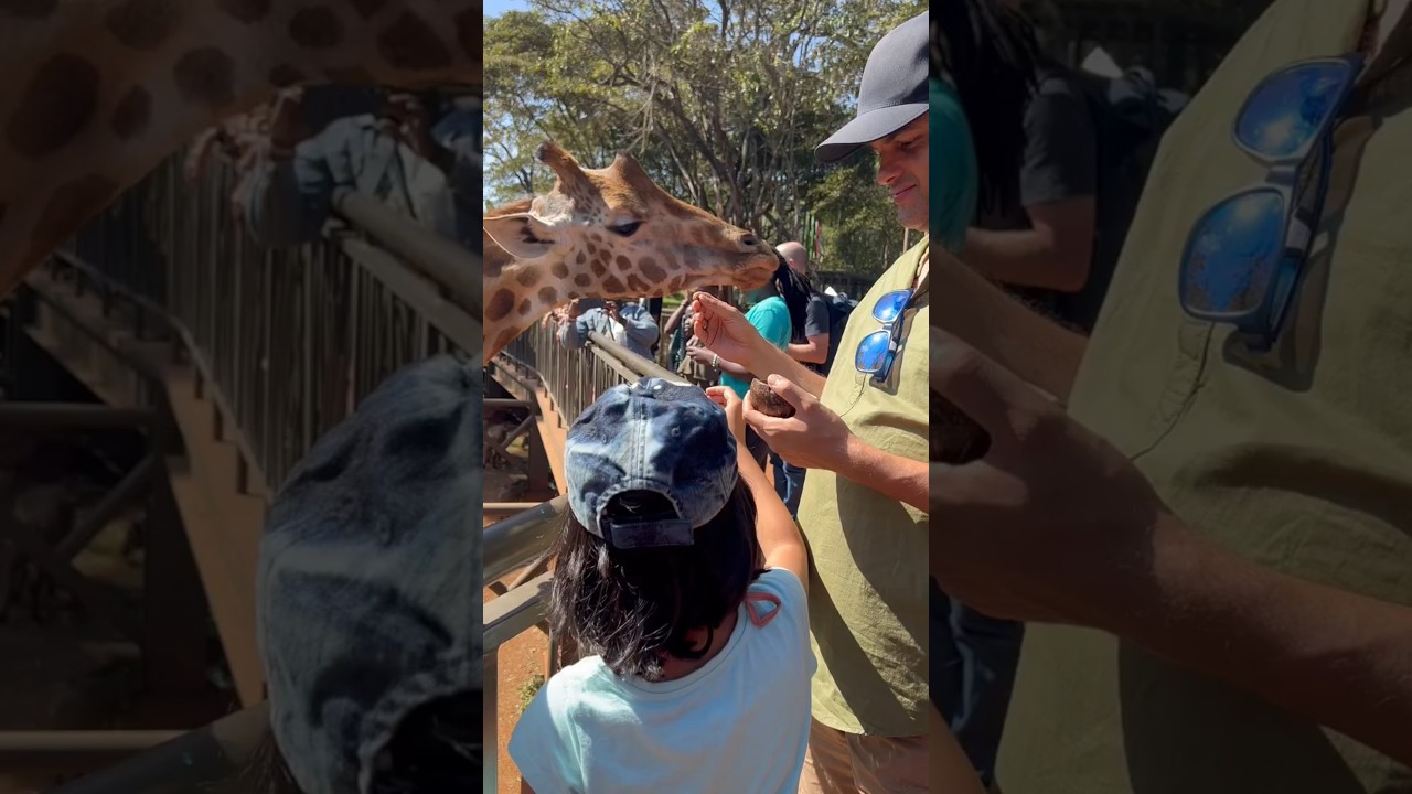 Feeding Giraffes in Kenya | Amazing Wildlife Experience!