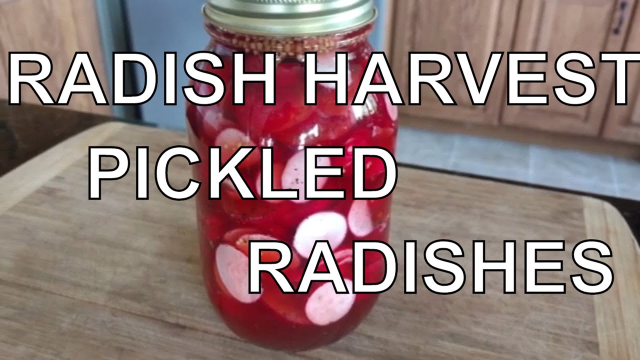 Radish Harvest - Pickling Radishes -  Easy Refrigerator Recipe