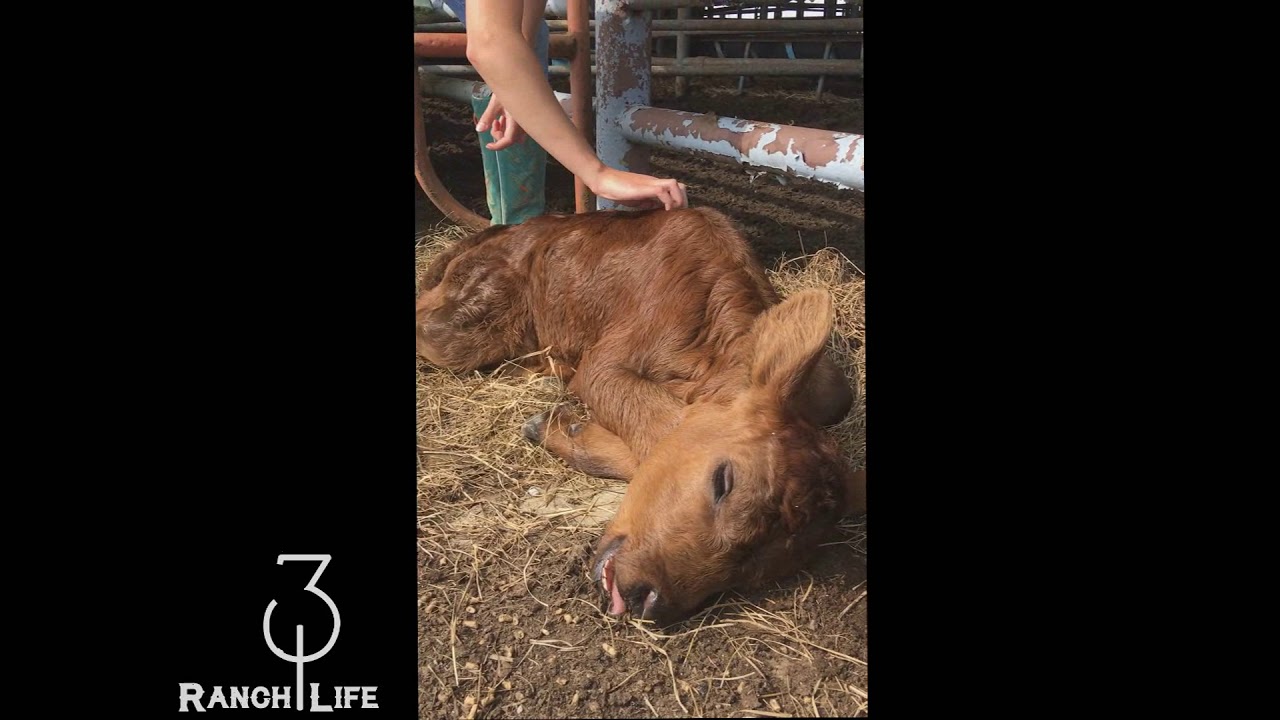 Everyone loves a good back scratch!