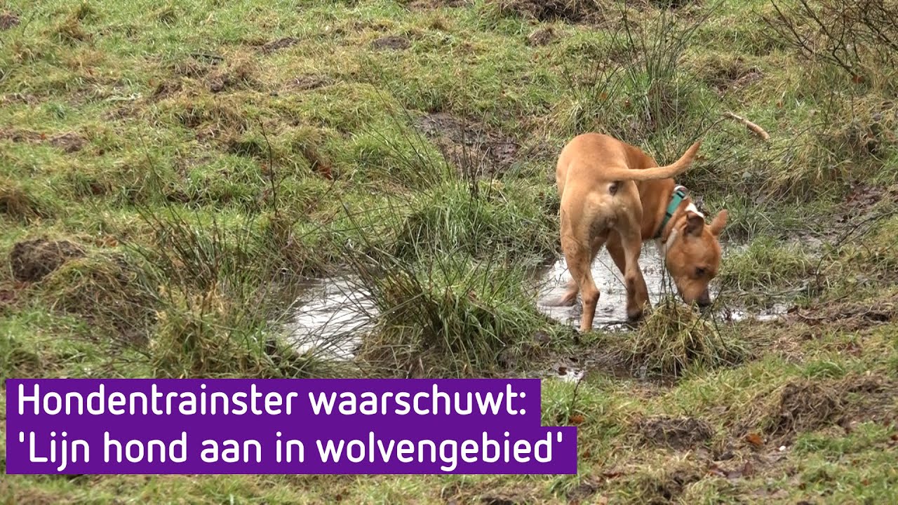 Hondentrainer waarschuwt: 'Houd je hond aangelijnd in wolvengebied'