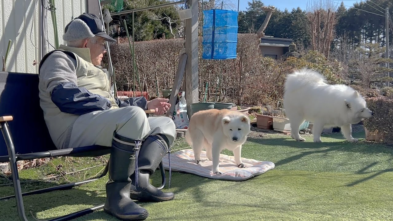 大好きなじいちゃんと特別な日常の時間を過ごす柴犬とサモエド