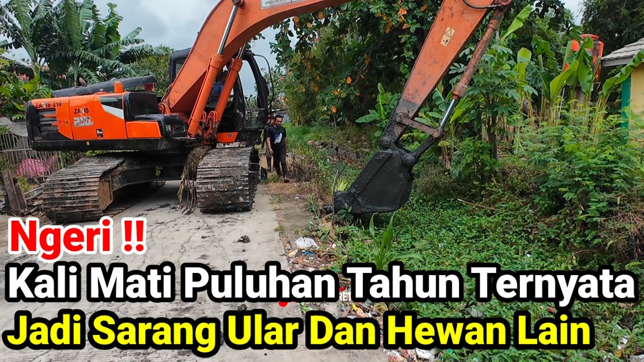 Ngeri‼️Kali Mati Puluhan Tahun Ternyata Jadi Sarang Ular Dan Hewan Lain