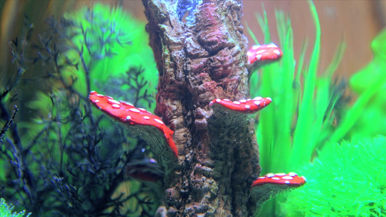 biOrb CLASSIC 30 Mushroom
