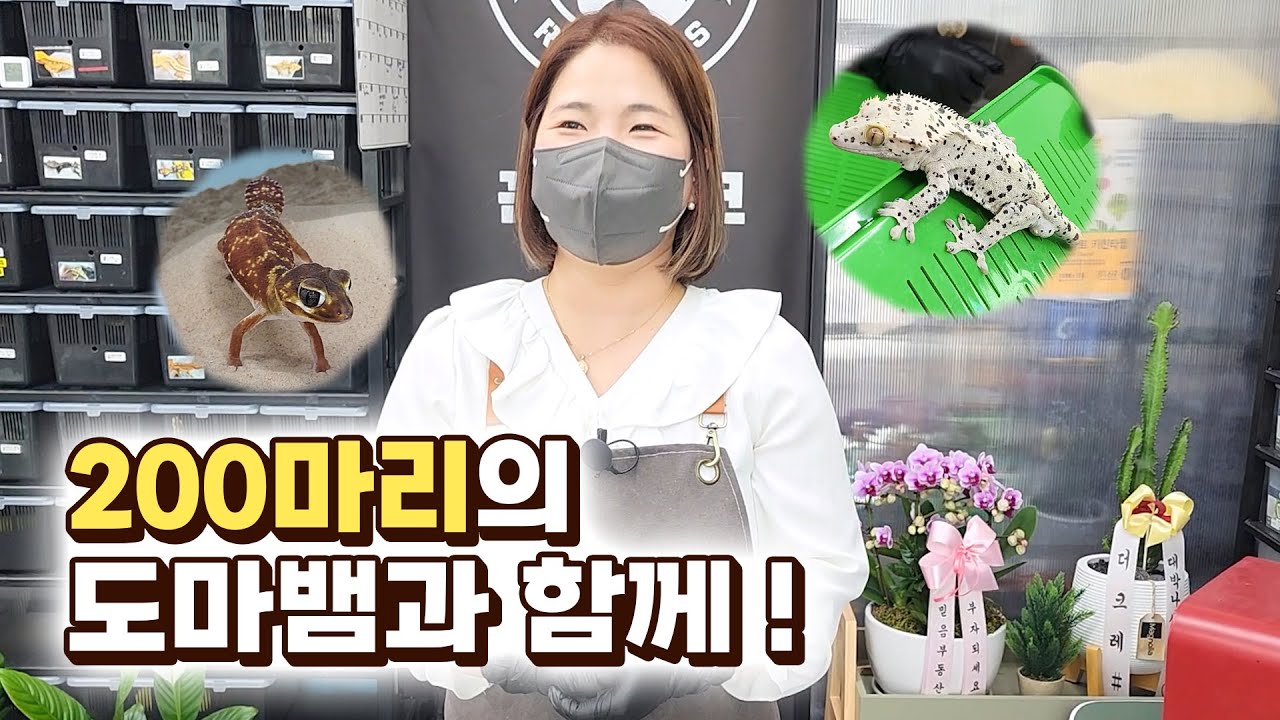 도마뱀이 이렇게 이쁠 수가!! 홀딱 반해서 왔습니다 😍 | How can a lizard be this pretty!! 😍