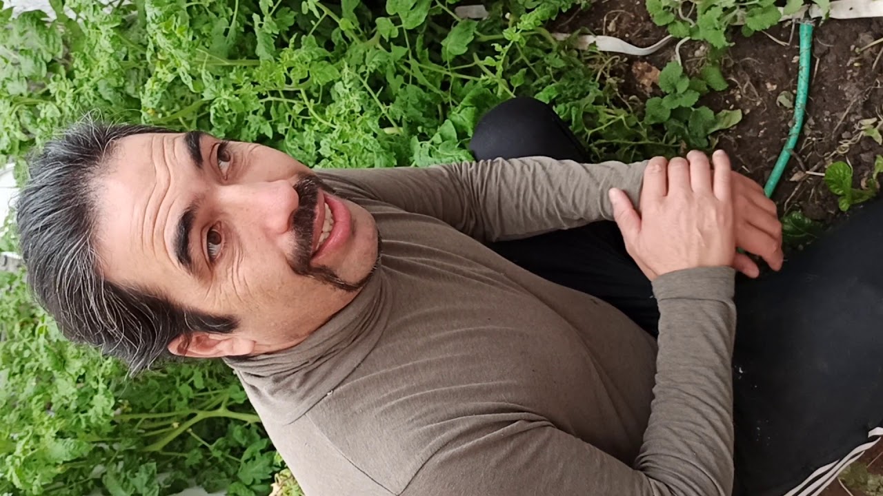 Toronjil cuyano, Marrubium vulgare.