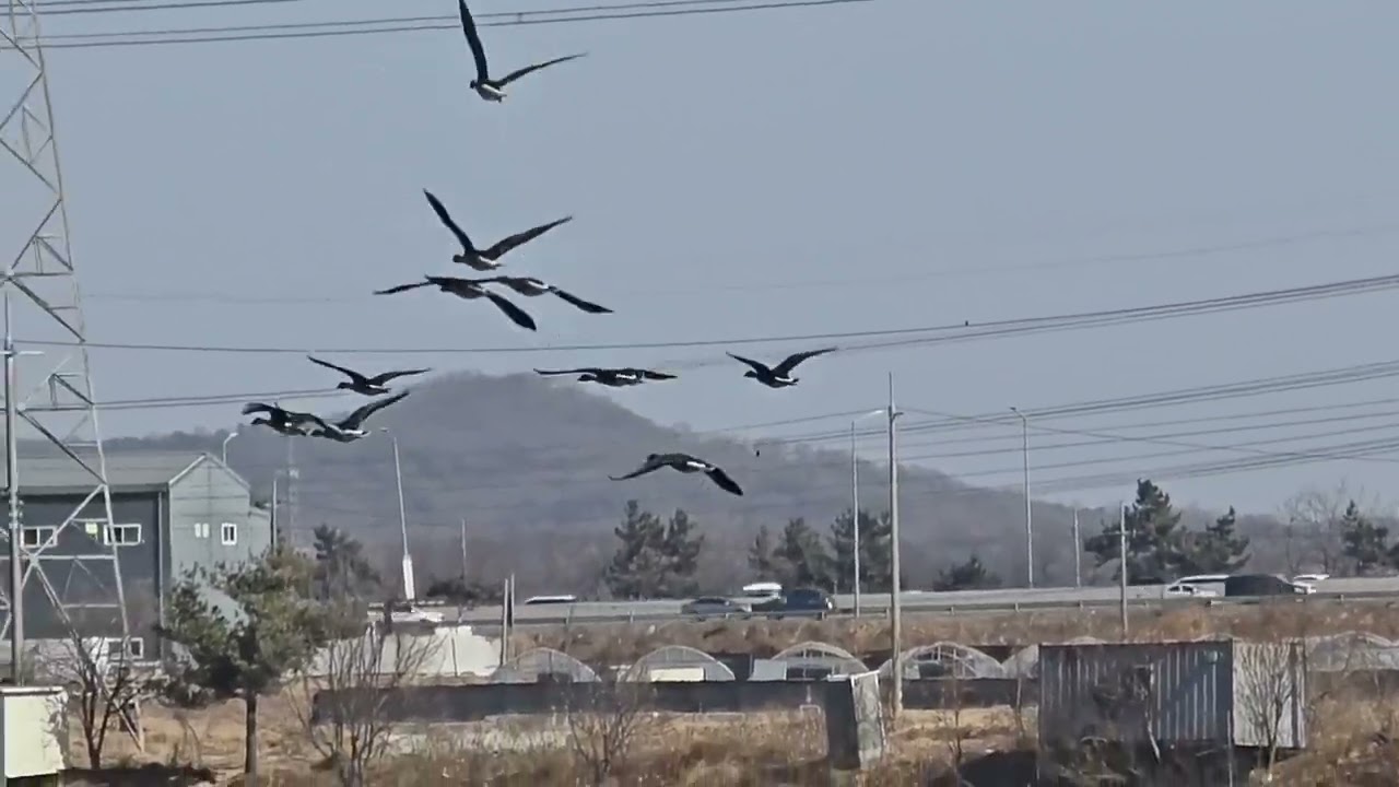 #겨울철새#발안천#화성특례시#Wintermigratorybird #Balancheon #Hwaseong Special City