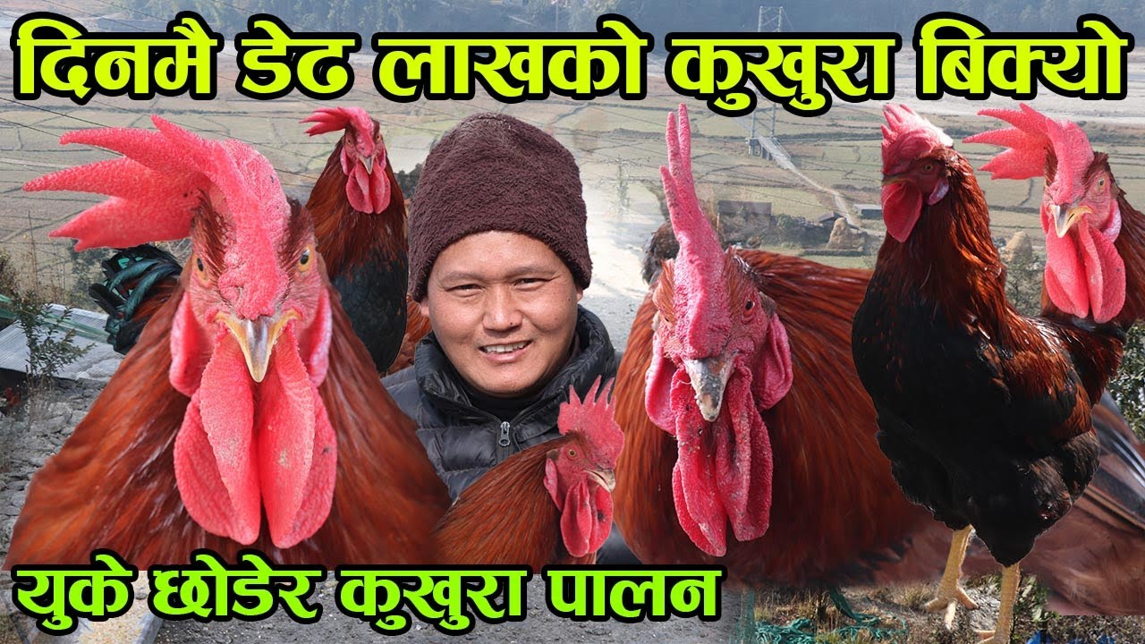 १ दिनमै १ लाख ५० हजारको लोकल कुखुरा बेचेका दाई भन्छन् &lsquo;युके छोडेर नेपालमै बसेको हुँ&rsquo; │Nepal Chitra