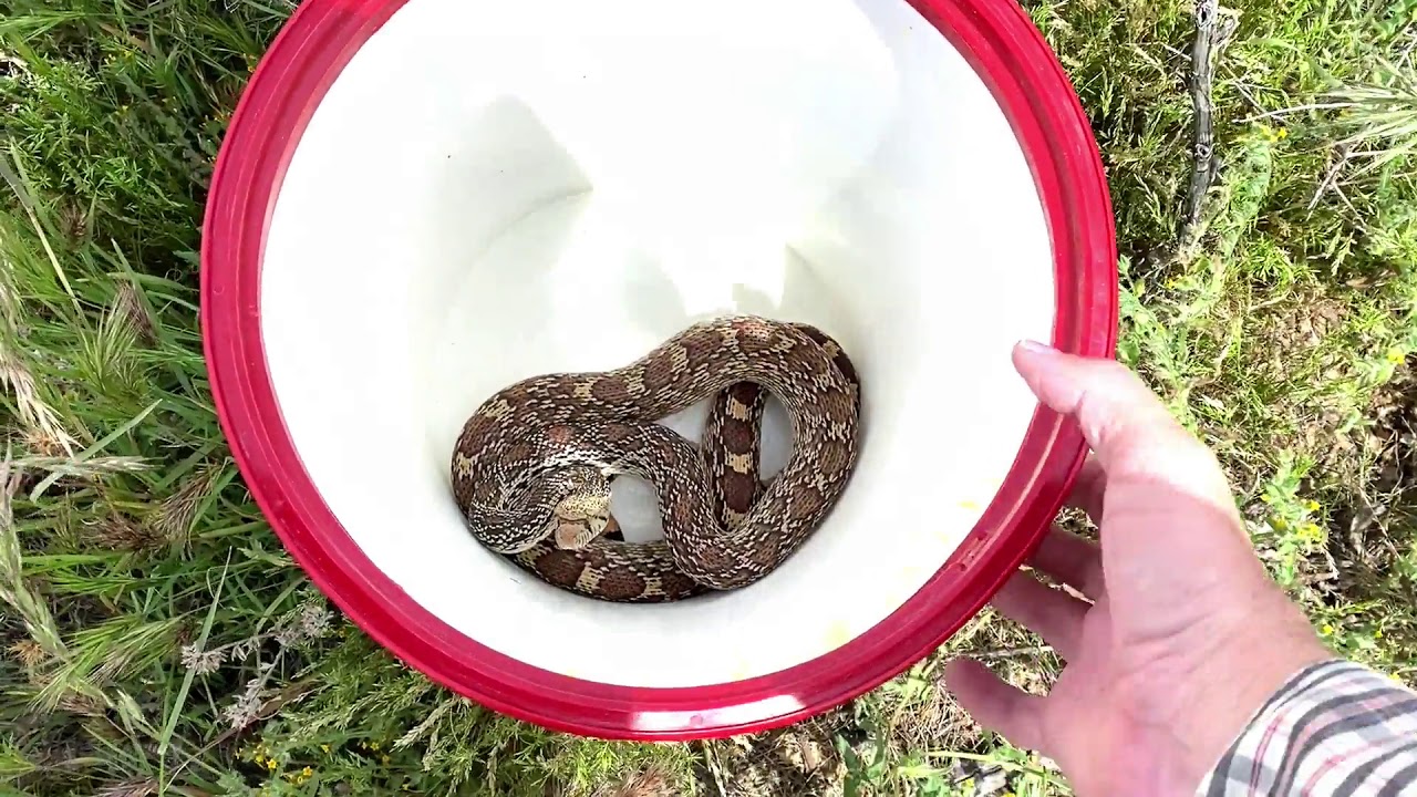 Releasing a Gophersnake to a packrat nest with a couple of bonus diamondbacks