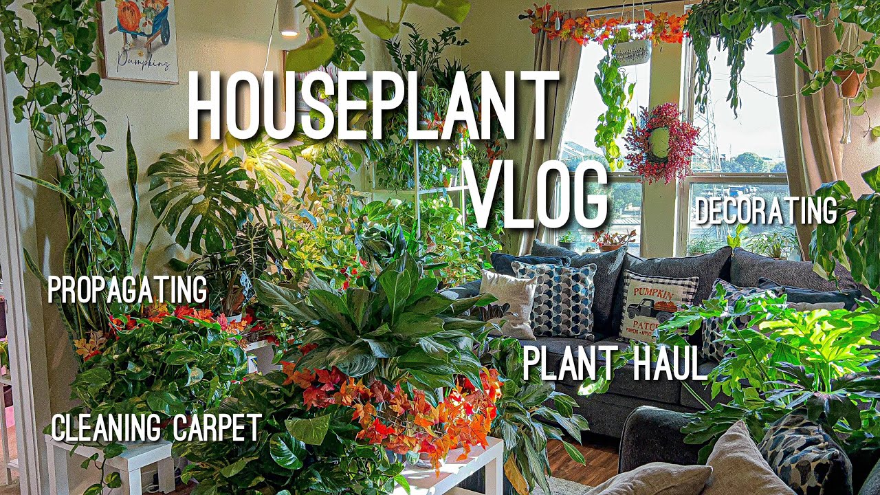 Plant Vlog! Houseplant Haul, Propagating, Plant Updates! Let&rsquo;s decorate for Fall 🍁
