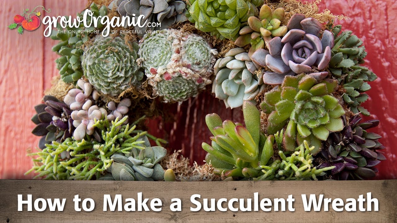 How to Make a Succulent Wreath