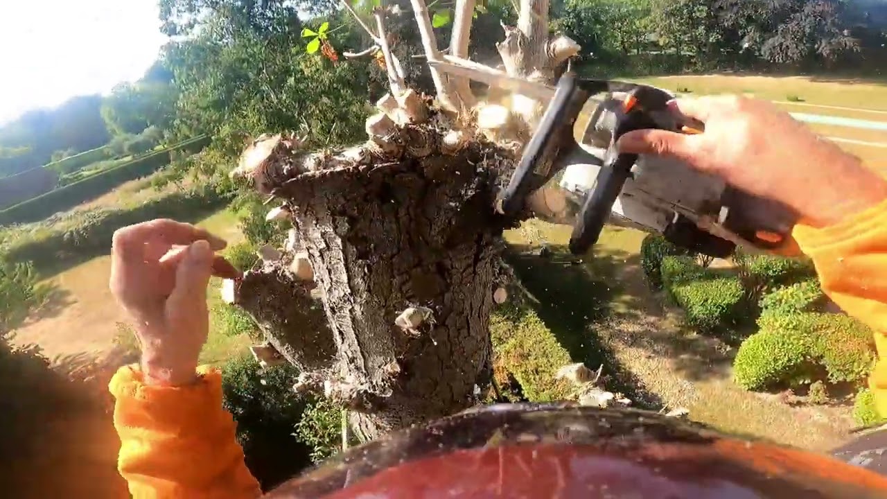 abattage marronnier par démontage STIHL MS 151 MS 261 et MS 661