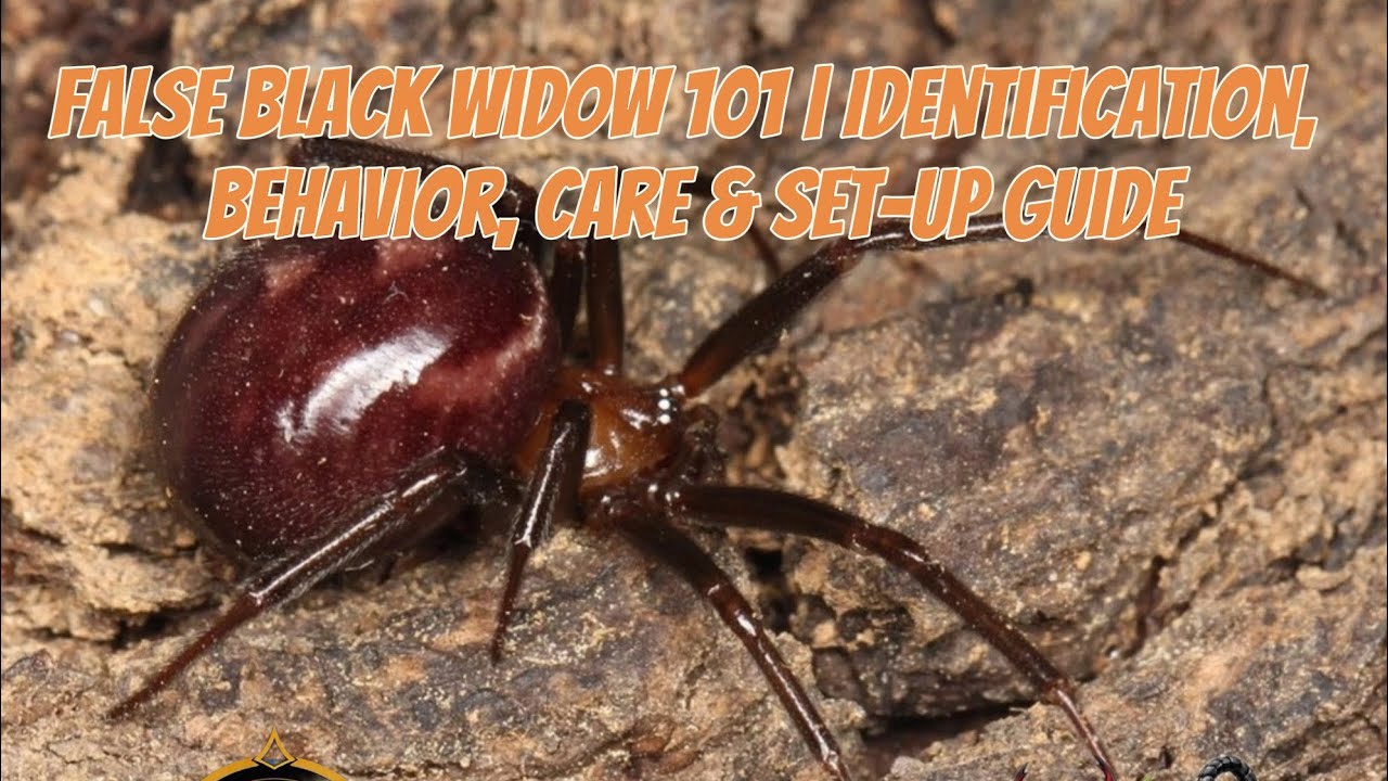 False Black Widow 101 | Identification, Behavior, Care & Set-Up Guide