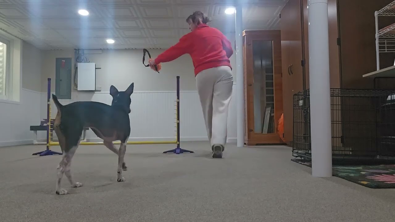 2/1 jump with tug 