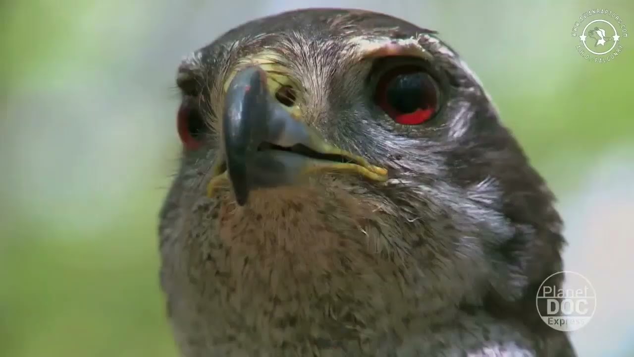 Northern goshawk&nbsp;(Accipiter gentilis) - Master of the forest.