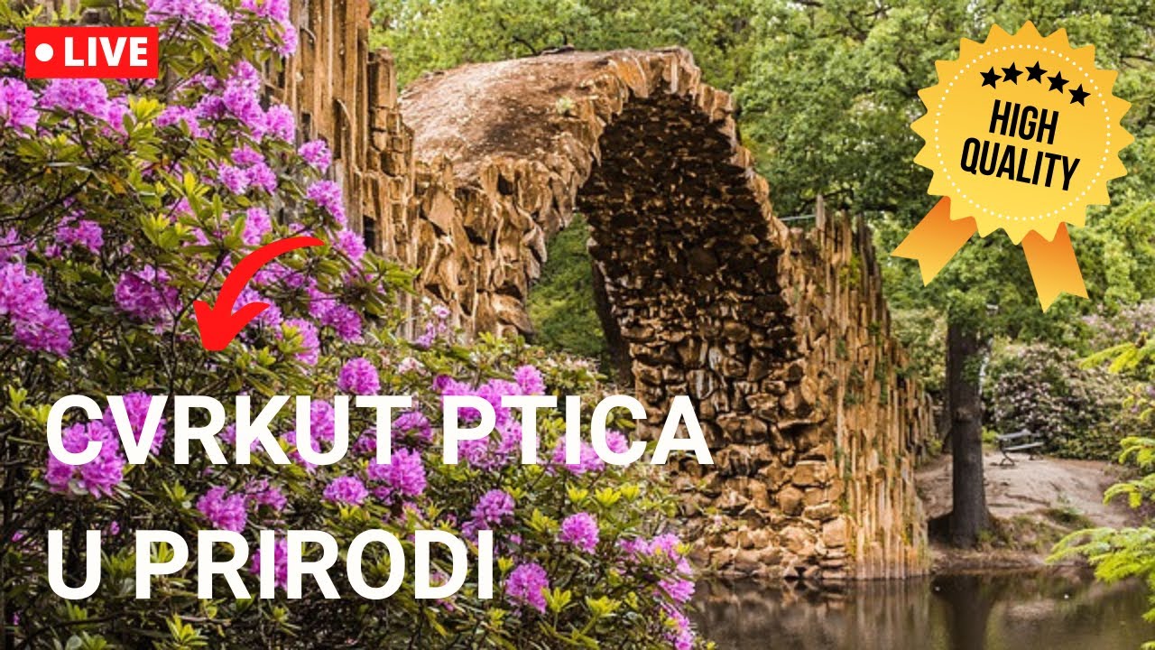 🔴 CVRKUT PTICA U PRIRODI - Zvuk ptica u prirodi - Cvrkut ptica za opustanje - Zvuk ptica u šumi