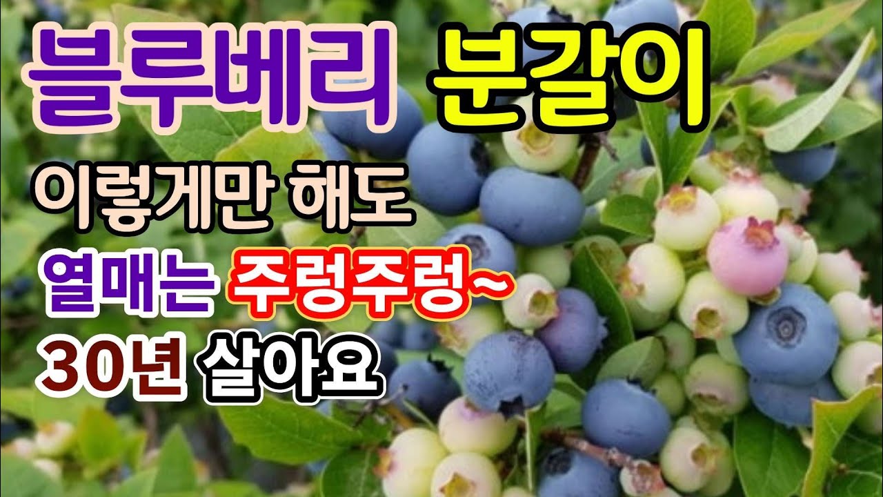 3월 블루베리 분갈이 이렇게만 해도 열매는 주렁주렁!! 30년도 살아요(화분, 비료 선택 포인트, 흙 관리 요령, 문관리 요령 4가지, 멀칭 재료 선택 기준)