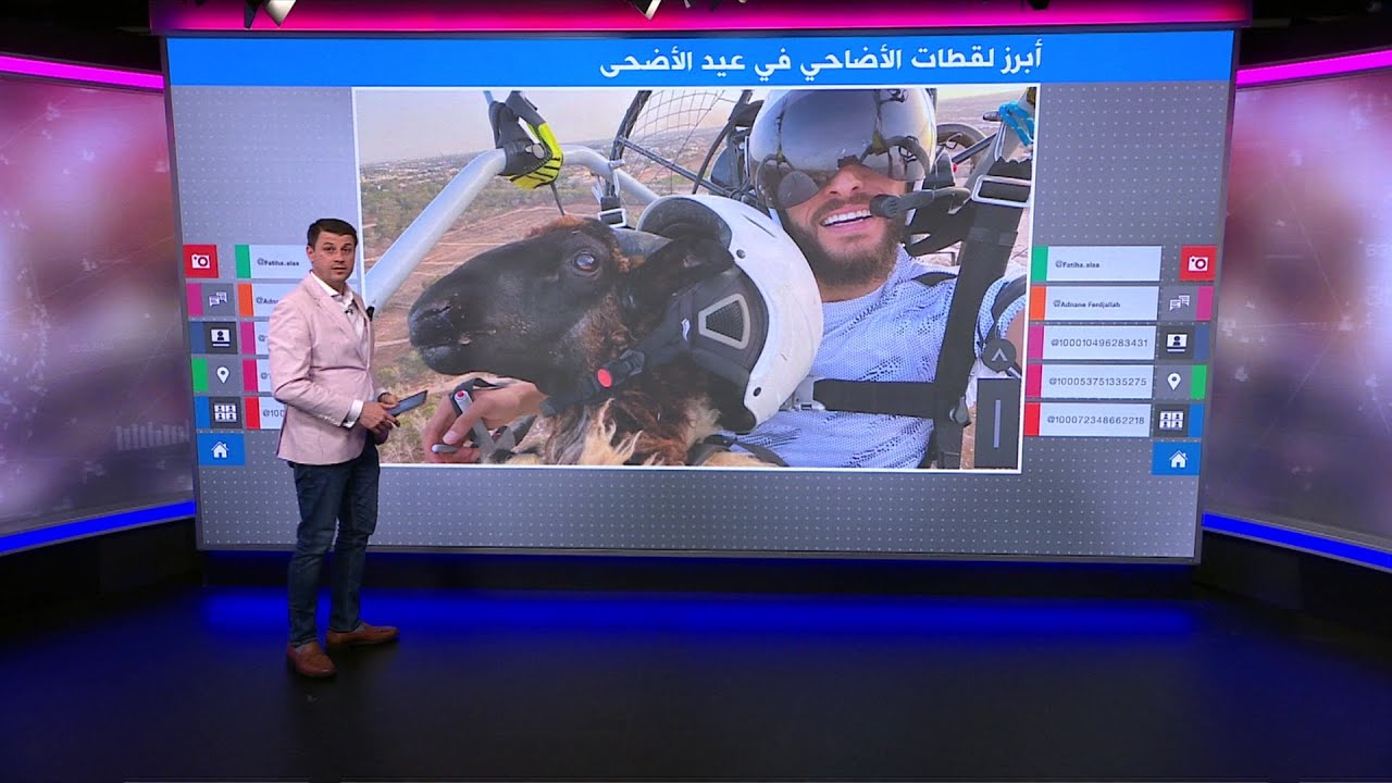 أضحية طائرة.. وأغنام وعجول هاربة.. والسفيرة الأمريكية في الجزائر تتفاوض على شراء كبش العيد