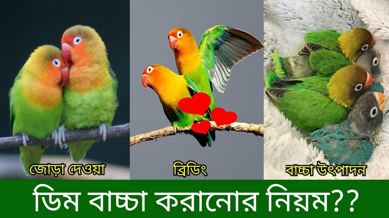 Lovebird Breeding | লাভ বার্ড পাখির ব্রিডিং | Pakhi Palon | লাভ বার্ড পাখি পালন| Grow Life