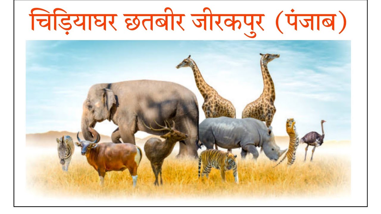 चिड़ियाघर छतबीर जीरकपुर,चण्डीगढ़ पंजाब CHATTBIR ZOO JIRAKPUR, CHANDIGARH (PUNJAB)