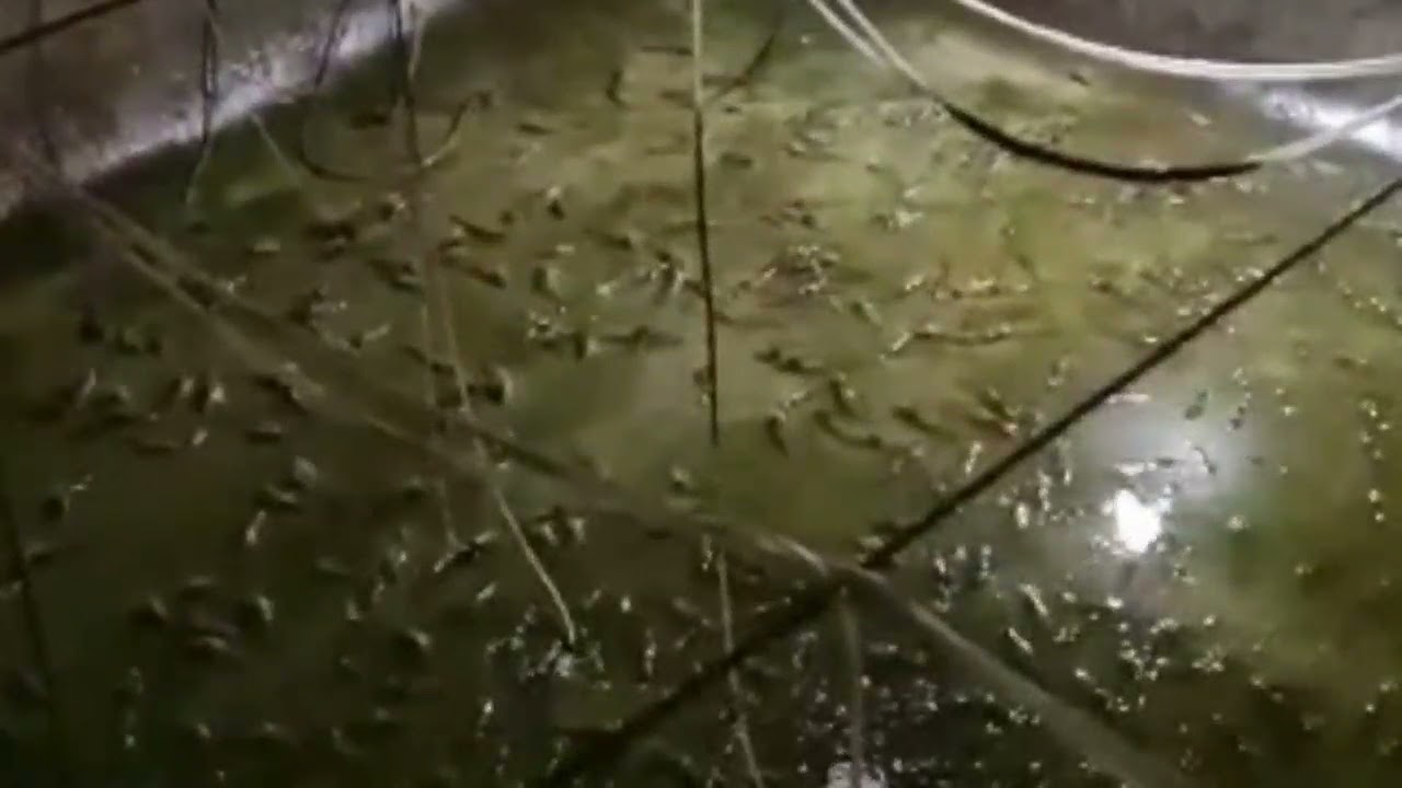 Panen Udang Vannamei Kolam Beton Jawa Barat
