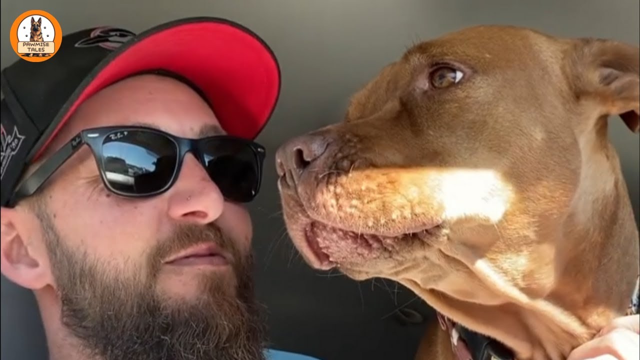 He Had No Name, No Hope…Until Someone Looked Twice at the Back of the Shelter