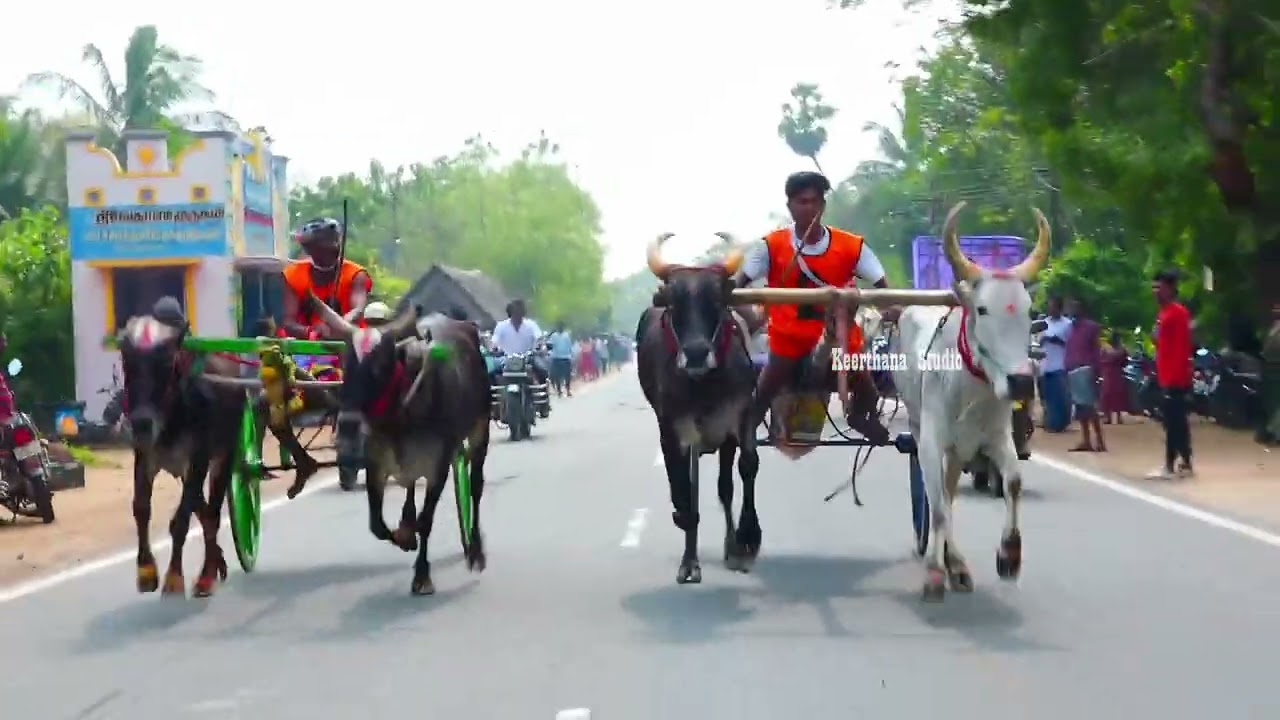 திருக்கடையூர் பெரிய மாடு பந்தயம் 17.01.2026