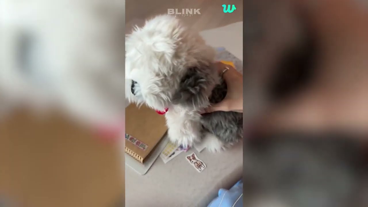 BLACKPINK | Rosé Weverse Live Stream (+ENG SUB) (31 July 2023)