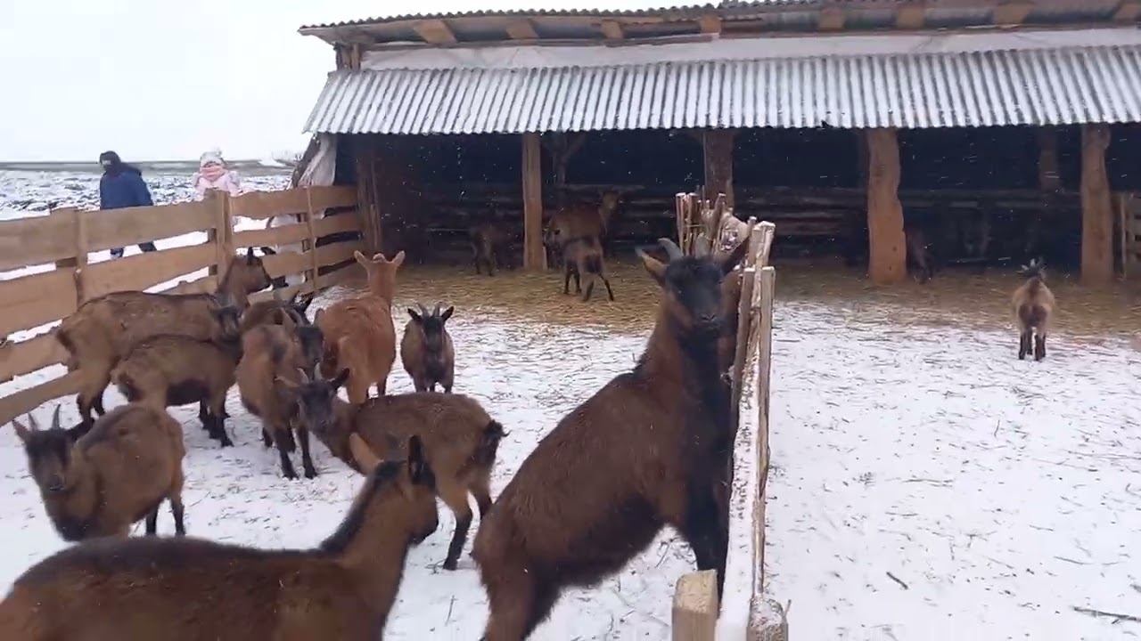 5 ianuarie 2026