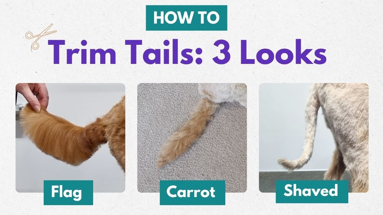 How To Groom 3 Dog Tail Styles: Flag, Carrot & Shaved Tail Tutorial