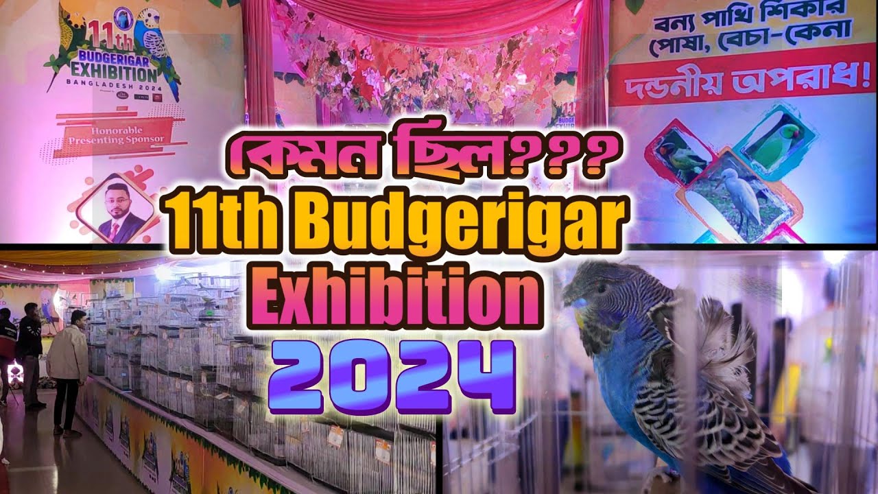 কেমন ছিল ১১তম বাজরিগার প্রদর্শনী ২০২৪ | Budgerigar Society of Bangladesh | MiNi Clips Audio ▶️