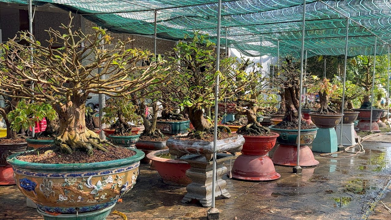 CHĂM SÓC MAI GHÉP-TƯỚI DƯỠNG SAU KHI LÀM XONG CHẤT TRỒNG MỚI