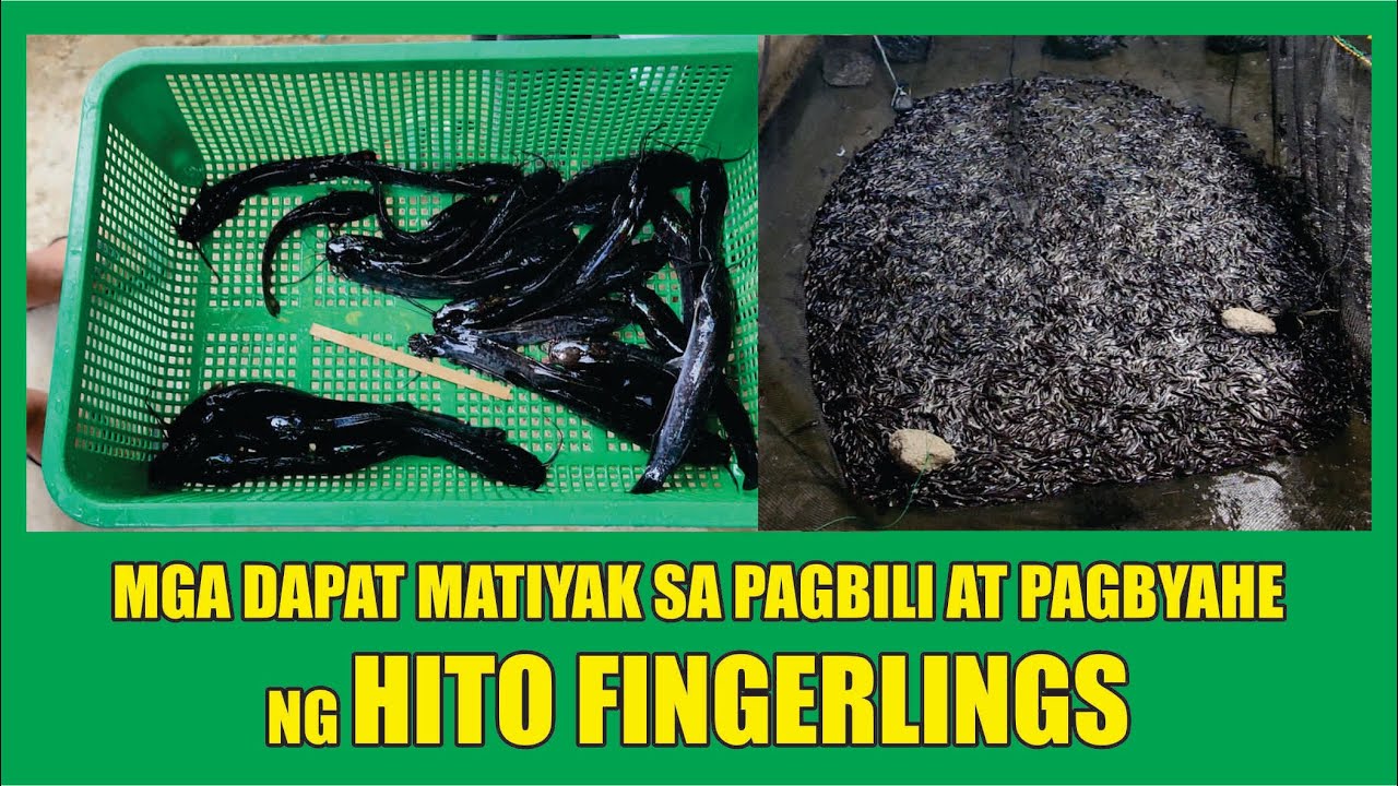EP. #31 - HITO FINGERLINGS - MGA DAPAT MATIYAK AT TAMANG PROSESO SA PAGBILI AT PAGBYAHE