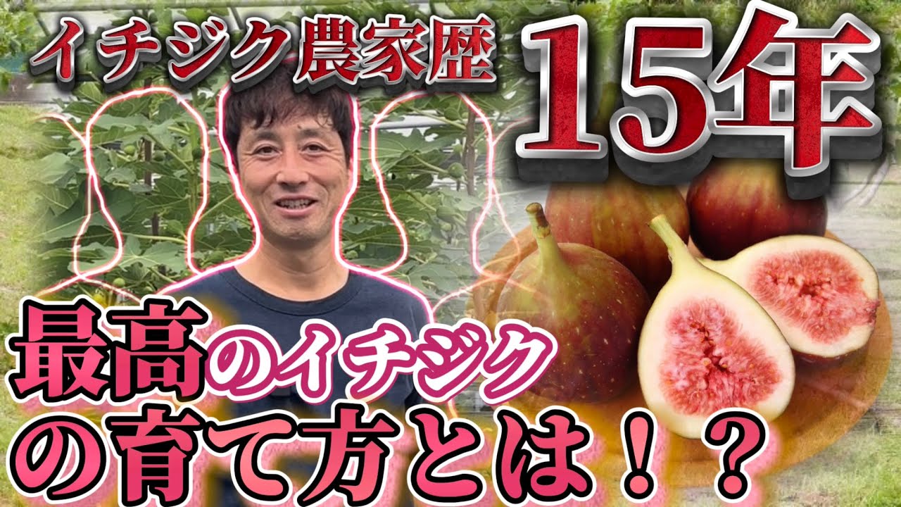 15年のいちじく農家に訊く！！最高のイチジクの育て方とは！？