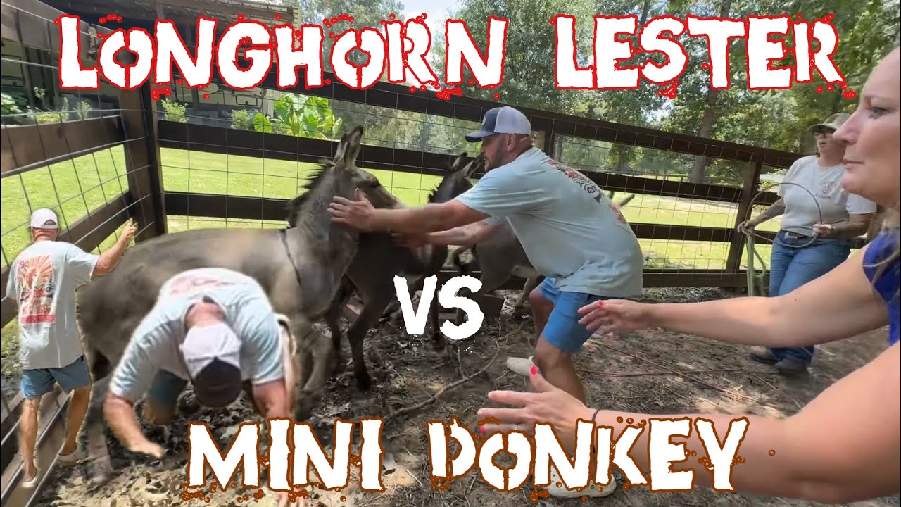 Longhorn Rancher Beaten By Mini Donkey