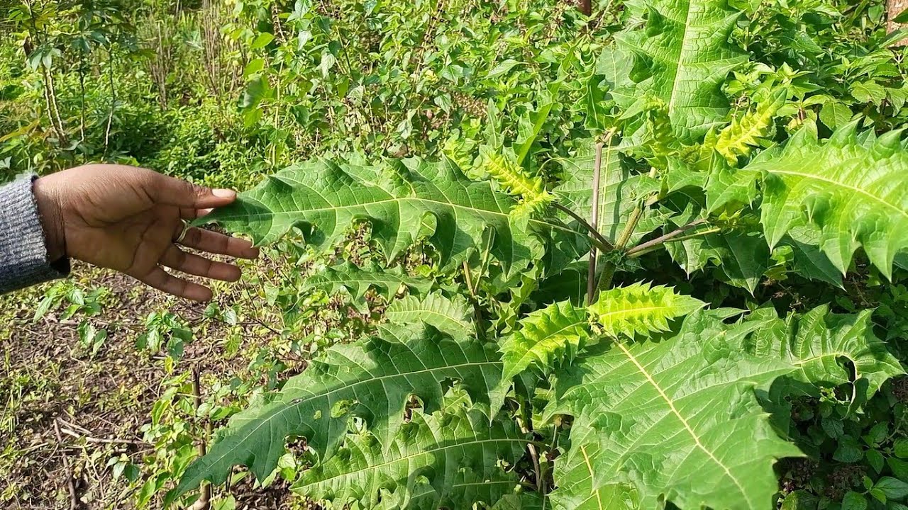 Edagala Lilino Baliyita Amatovu Obadde Okimanyi Nti Amatovu  Bwegati Bwegafanana