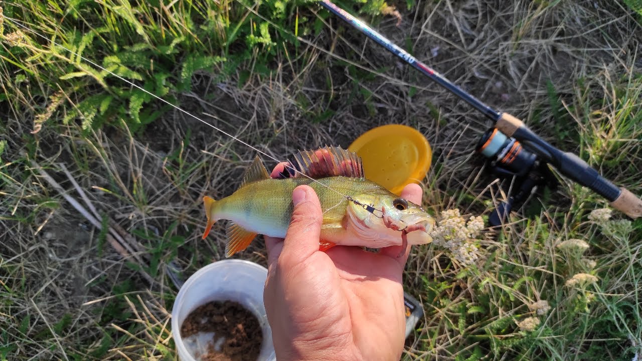 RybokasTV - E&scaron;erys tik slieku naudojant spinigu (how to catch perch using worm )