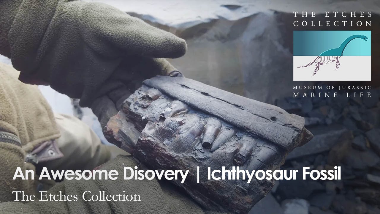 An Awesome Disovery | Ichthyosaur Fossil