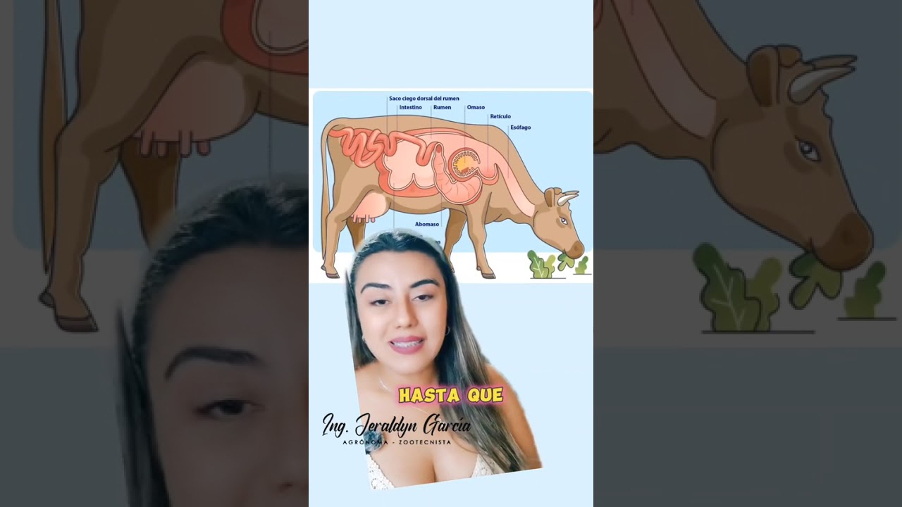 Función del rúmen, retículo, omaso y abomaso 🐮