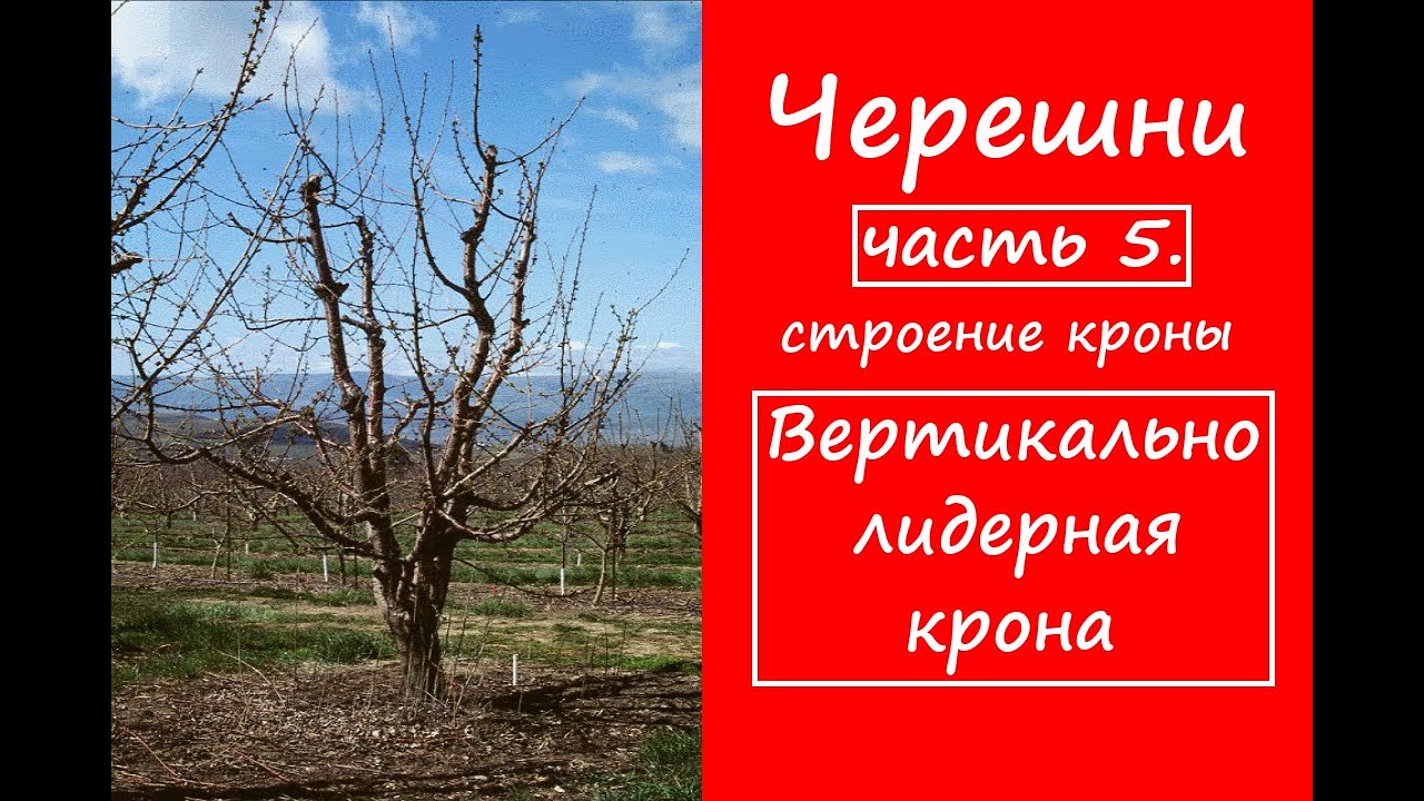 Вертикально лидерная крона. Обрезка черешни чашей. Формирование черешни часть 5.