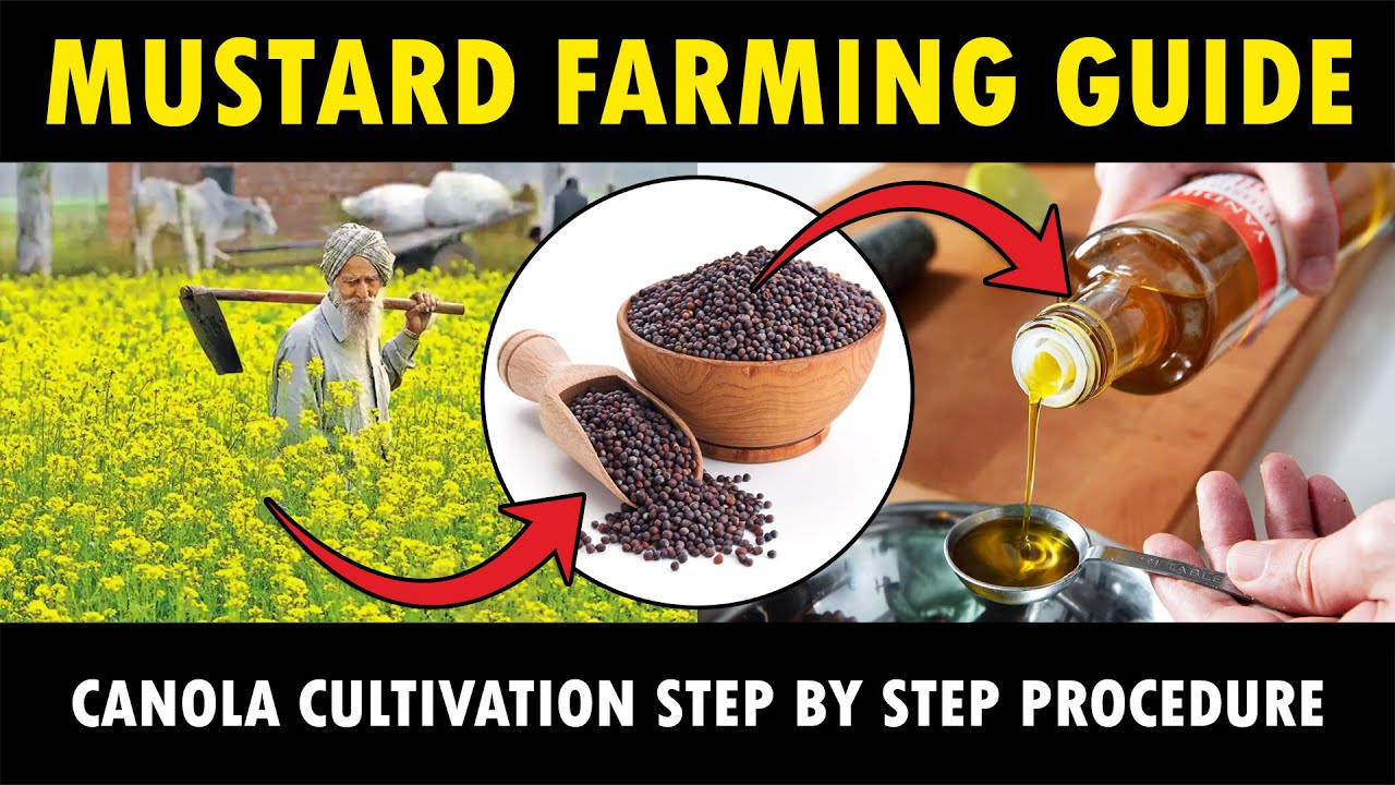 Mustard Farming / Canola Cultivation