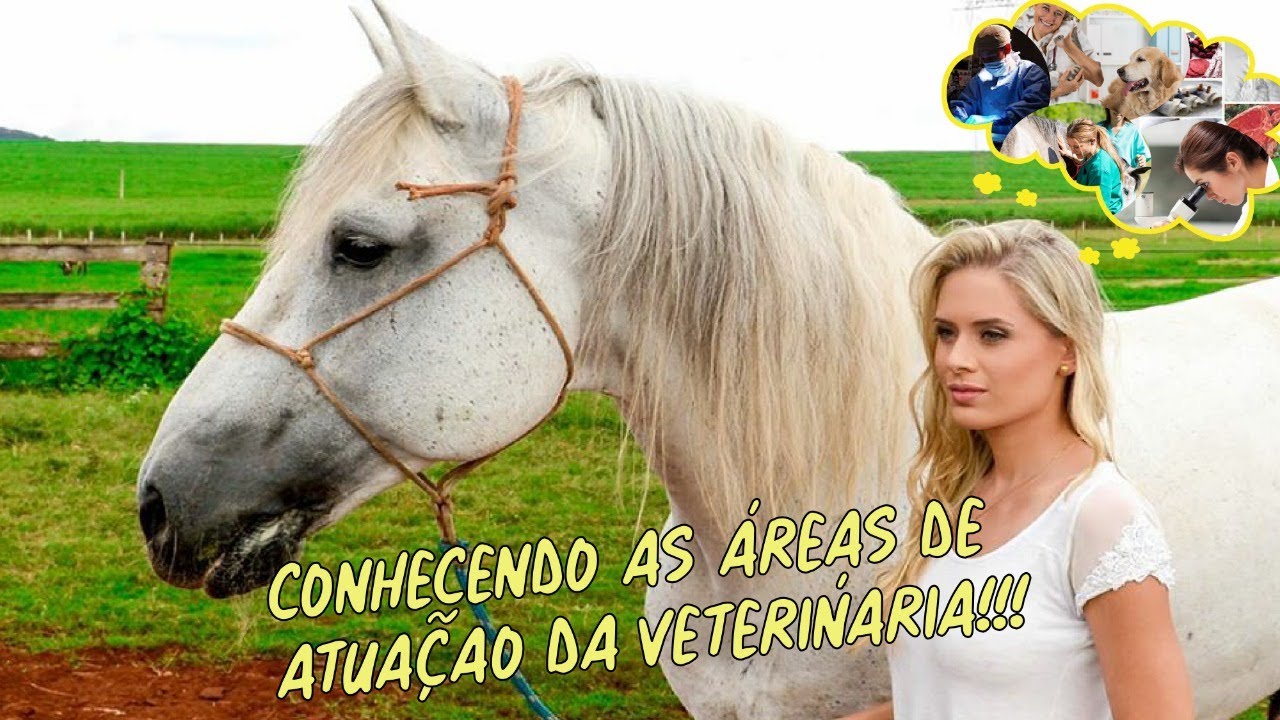 Áreas de atuação do MÉDICO VETERINÁRIO! Quais são ??