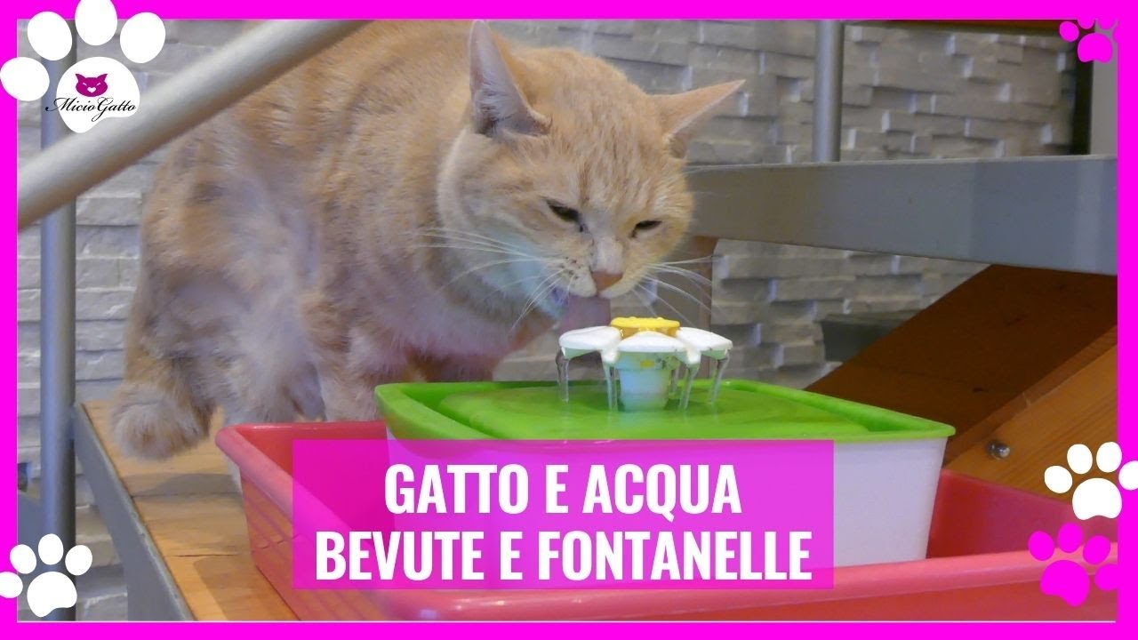 Fontanella per gatti e quanto deve bere un gatto!