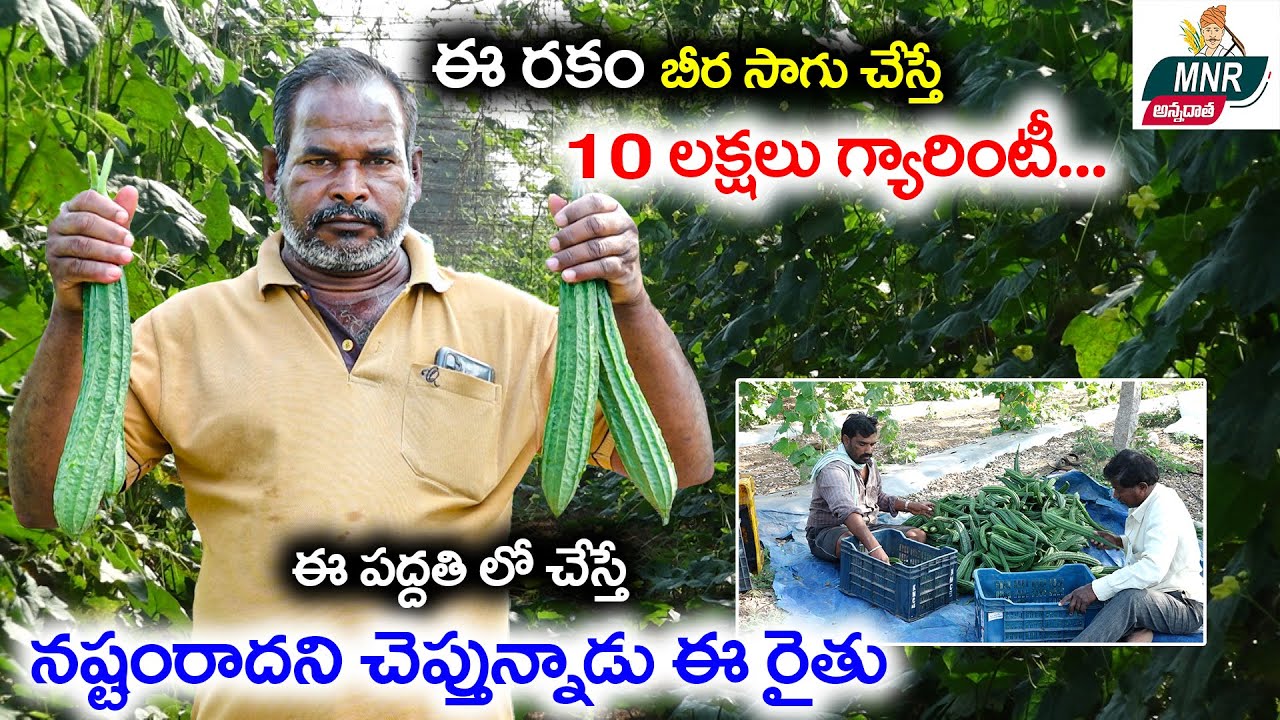 బీరకాయ సాగు : 10 లక్షలు గ్యారంటీ | Ridge Gourd Cultivation process & Profits | MNR Annadatha