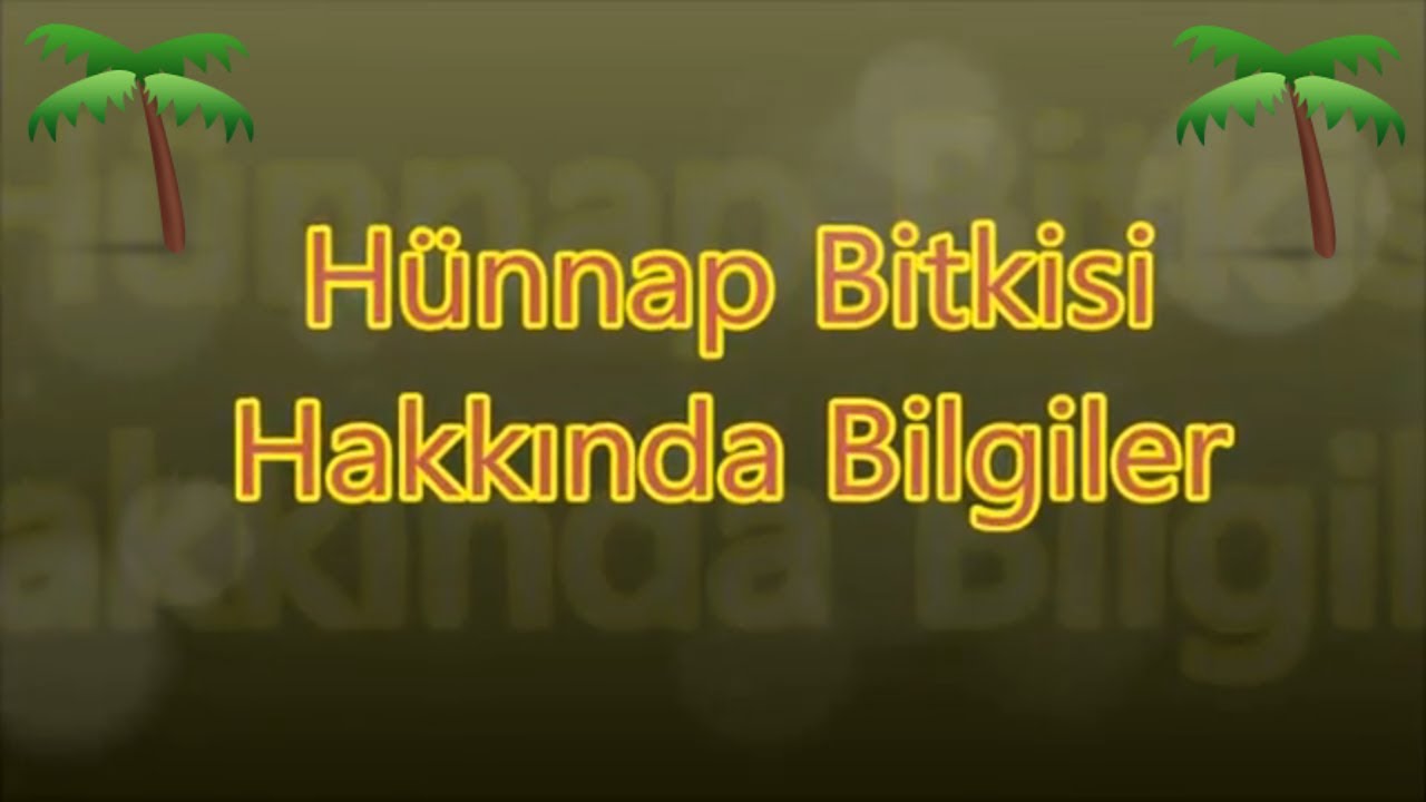 Hünnap Fidanı Dikimi ve Hünnap'ın Faydaları