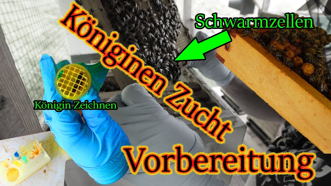 Bienen Königin Zucht, Vorbereitungen, Laufen