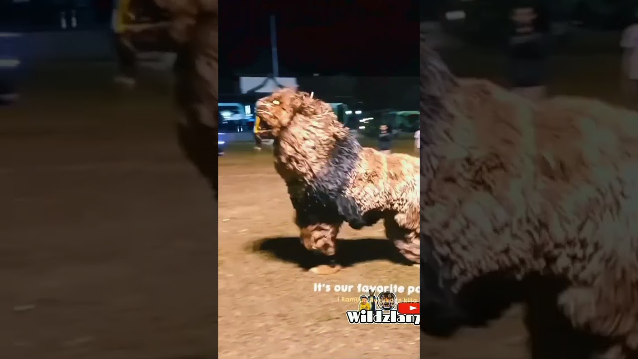 kerren atraksi salto can macanan singo Raung #shorts