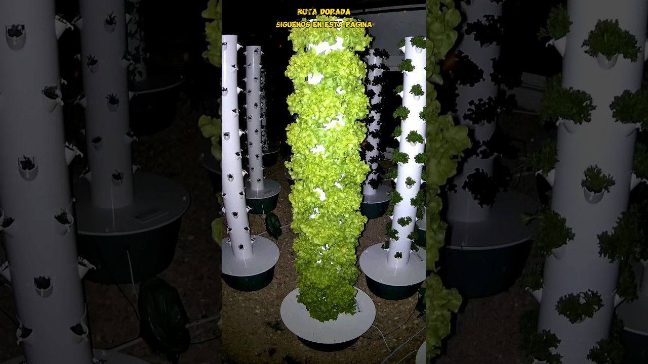 &iexcl;ESTA PAREJA EST&Aacute; HACIENDO UN NEGOCIO INCRE&Iacute;BLE! &iexcl;EST&Aacute;N CULTIVANDO LECHUGAS HIDROP&Oacute;NICAS!   #sabias