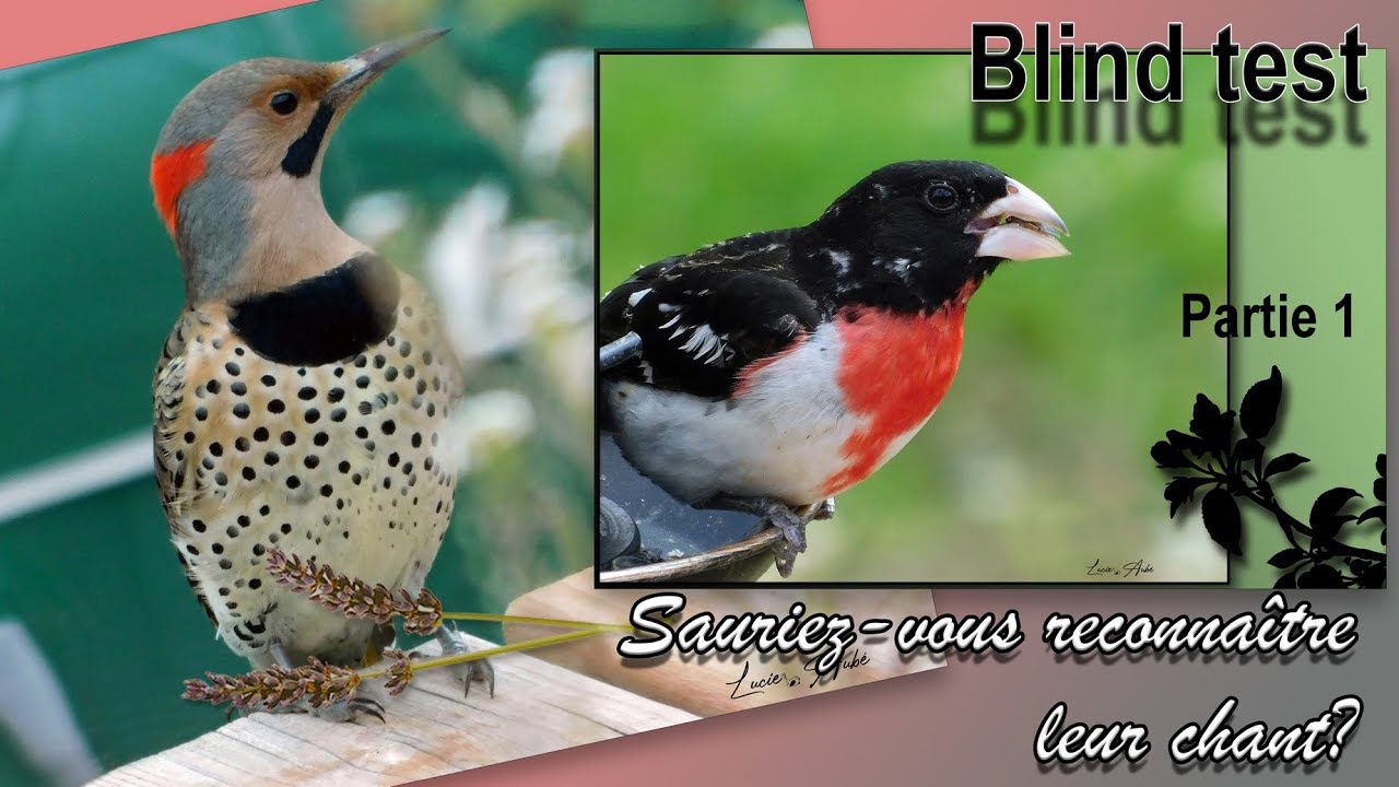 Blind test - Chants de 15 oiseaux du Québec / Song of 15 birds of Quebec