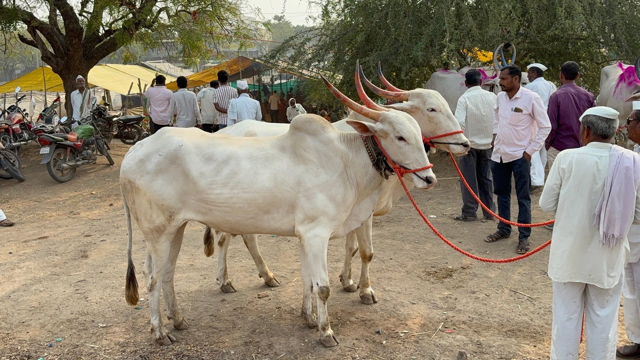 पाथर्डी बैल बाजार 18/2/2026